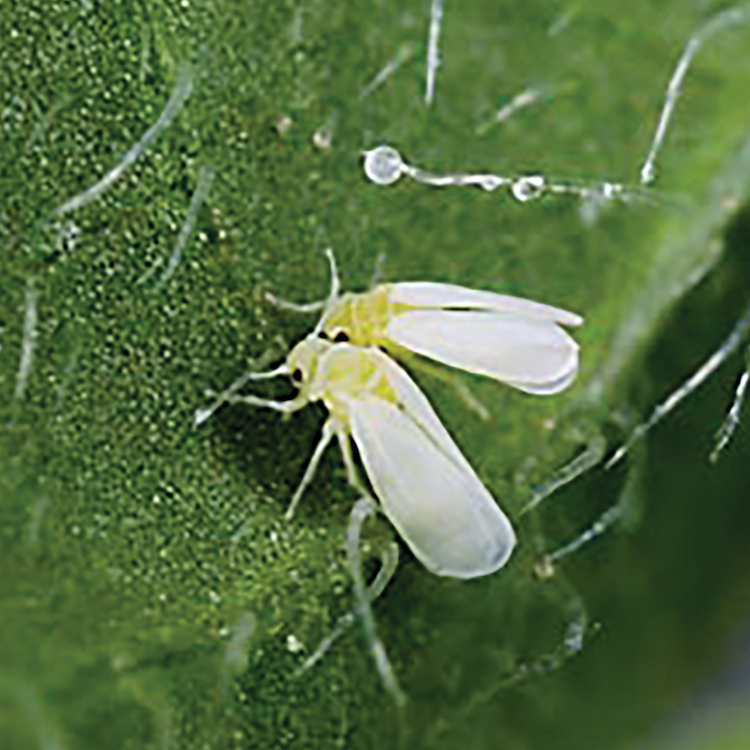 Whiteflies bugging vegetable & cotton producers